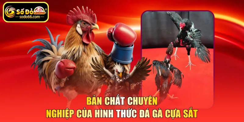 Bản chất chuyên nghiệp của hình thức đá gà cựa sắt